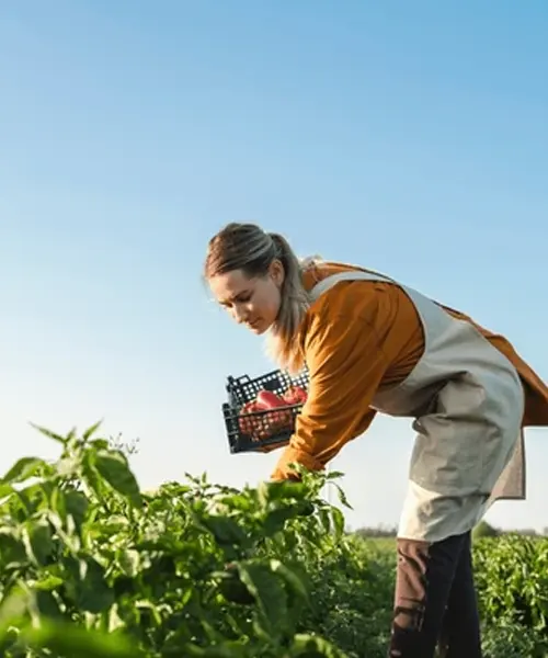 Quartz Silica Manufacturers in Haryana